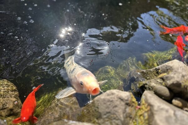 Gregson Family Dentistry_Office Tour_20250925_0032