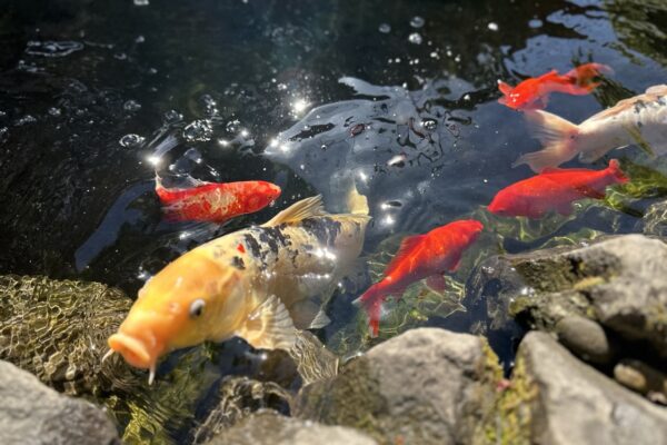 Gregson Family Dentistry_Office Tour_20250925_0034